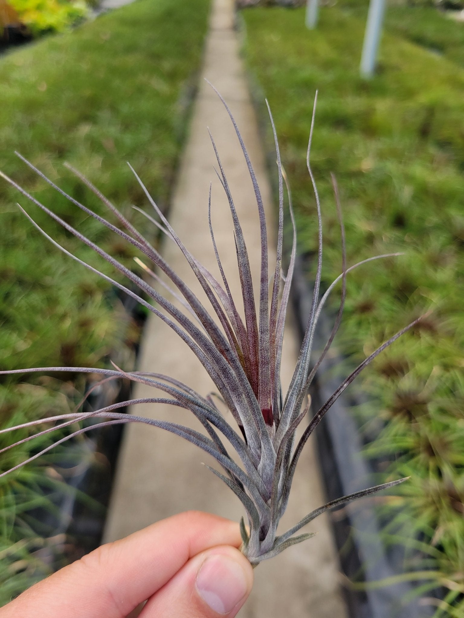 Tillandsia tenuifolia 'Amethyst' - Rainforest Flora