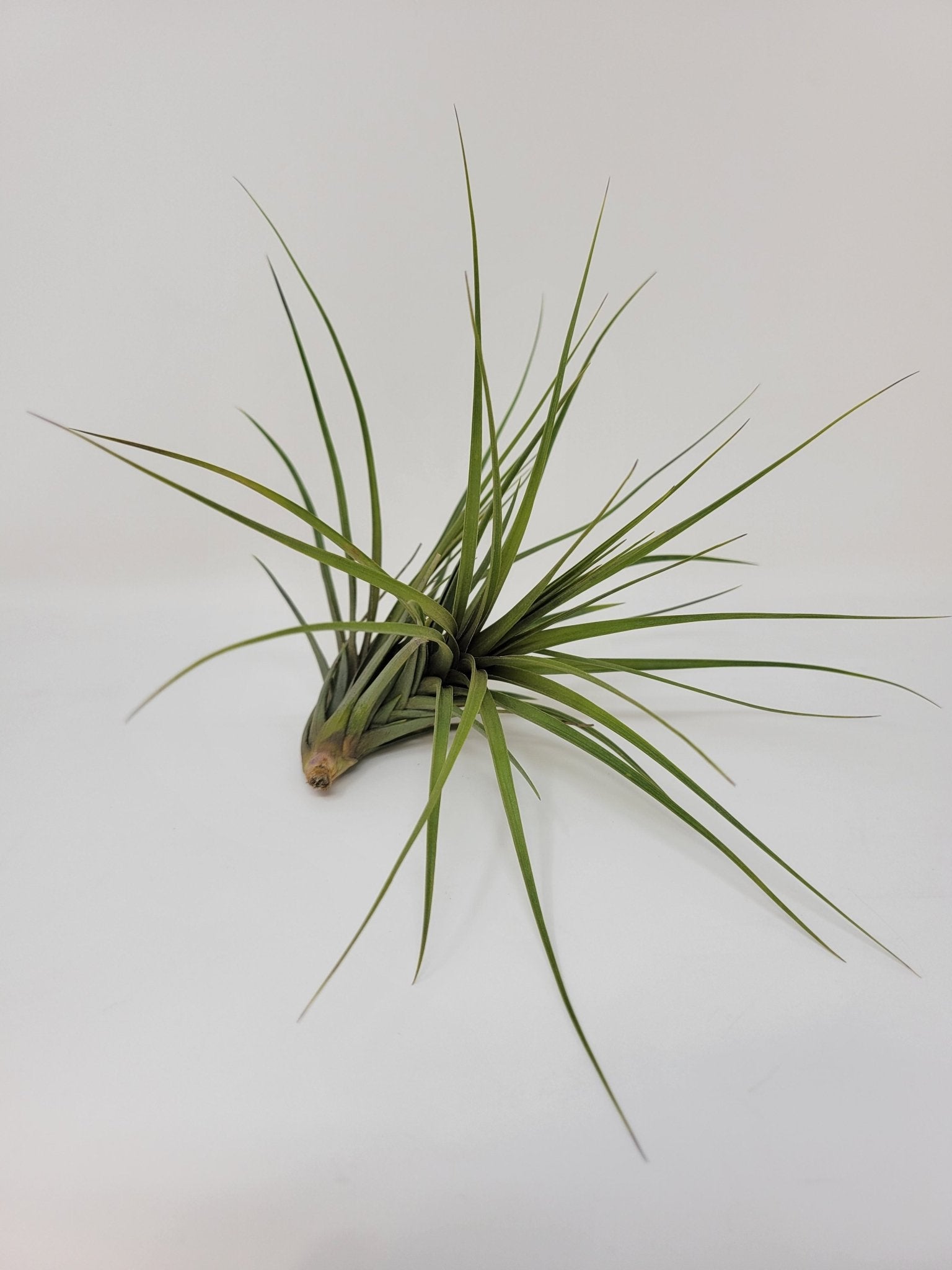 Tillandsia tenuifolia 'Blue Flower' - Rainforest Flora