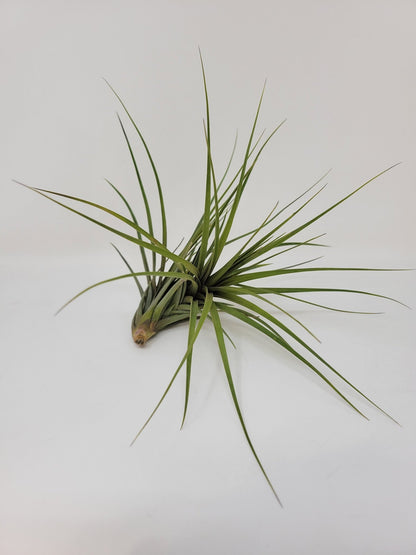 Tillandsia tenuifolia 'Blue Flower' - Rainforest Flora