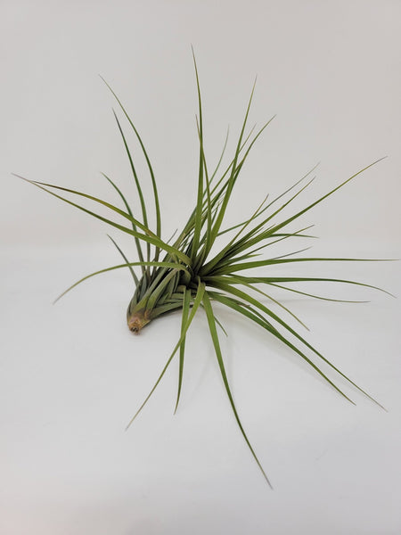 blue air plant Tillandsia tenuifolia 'Blue Flower'