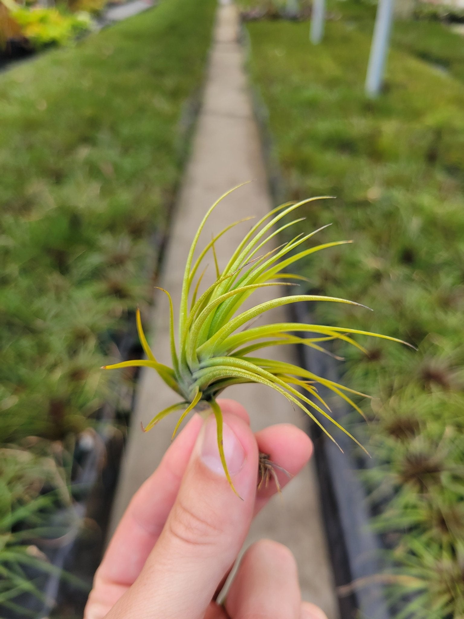 emerald forest air plant Tillandsia tenuifolia 'Emerald Forest'