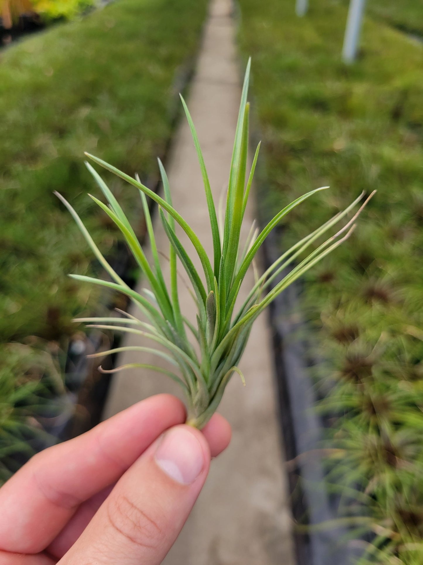 Tillandsia tenuifolia 'White Flowers' - Rainforest Flora