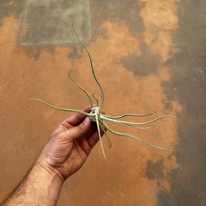 Tillandsia 'The Perfect Blend' (T. Lucille x T. bulbosa) - Rainforest Flora