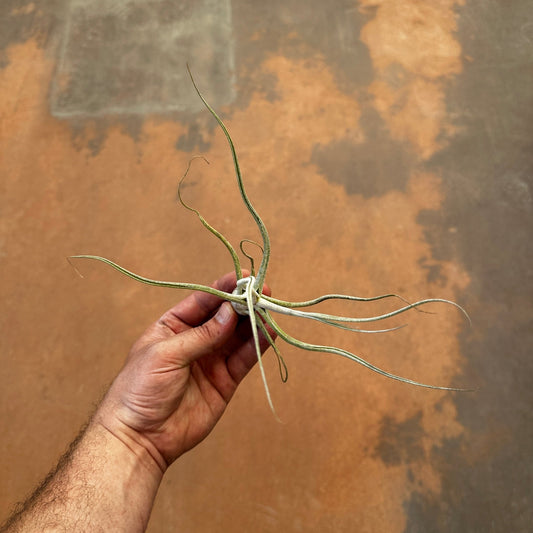 Tillandsia 'The Perfect Blend' (T. Lucille x T. bulbosa) - Rainforest Flora