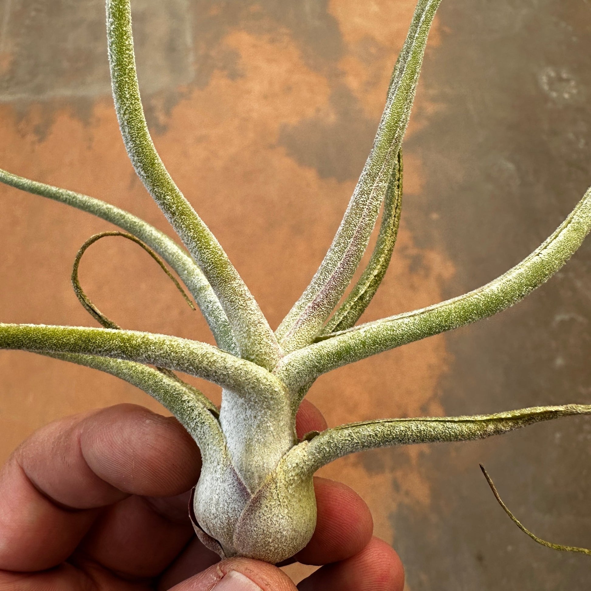 Tillandsia 'The Perfect Blend' (T. Lucille x T. bulbosa) - Rainforest Flora