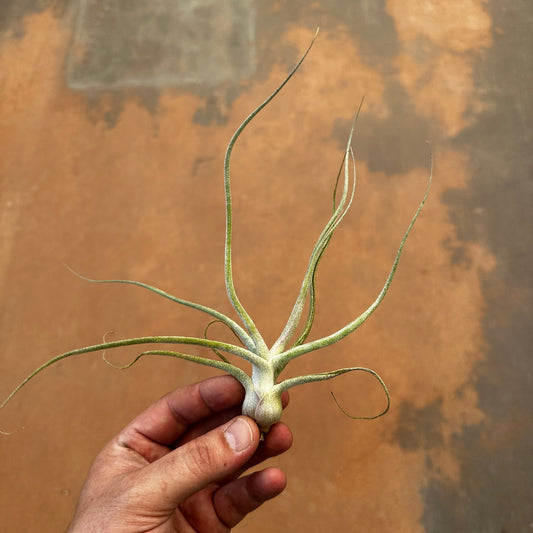 Tillandsia 'The Perfect Blend' (T. Lucille x T. bulbosa) - Rainforest Flora