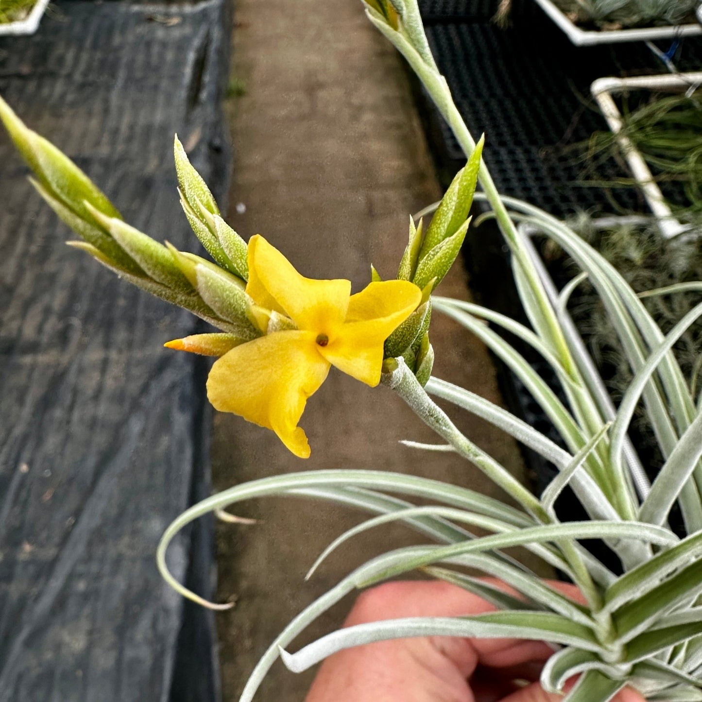 Tillandsia 'The Ultimate' - Rainforest Flora