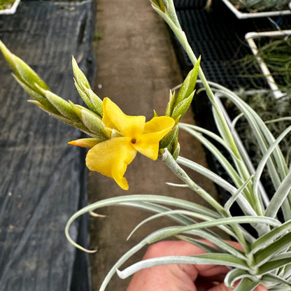 Tillandsia 'The Ultimate' - Rainforest Flora