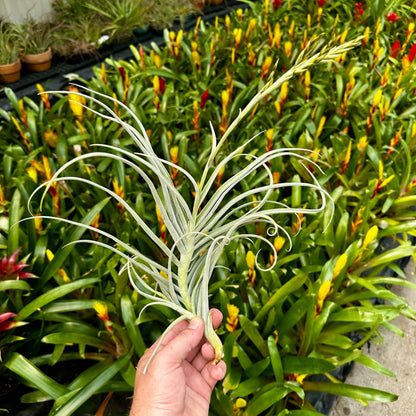 Tillandsia 'The Ultimate' - Rainforest Flora