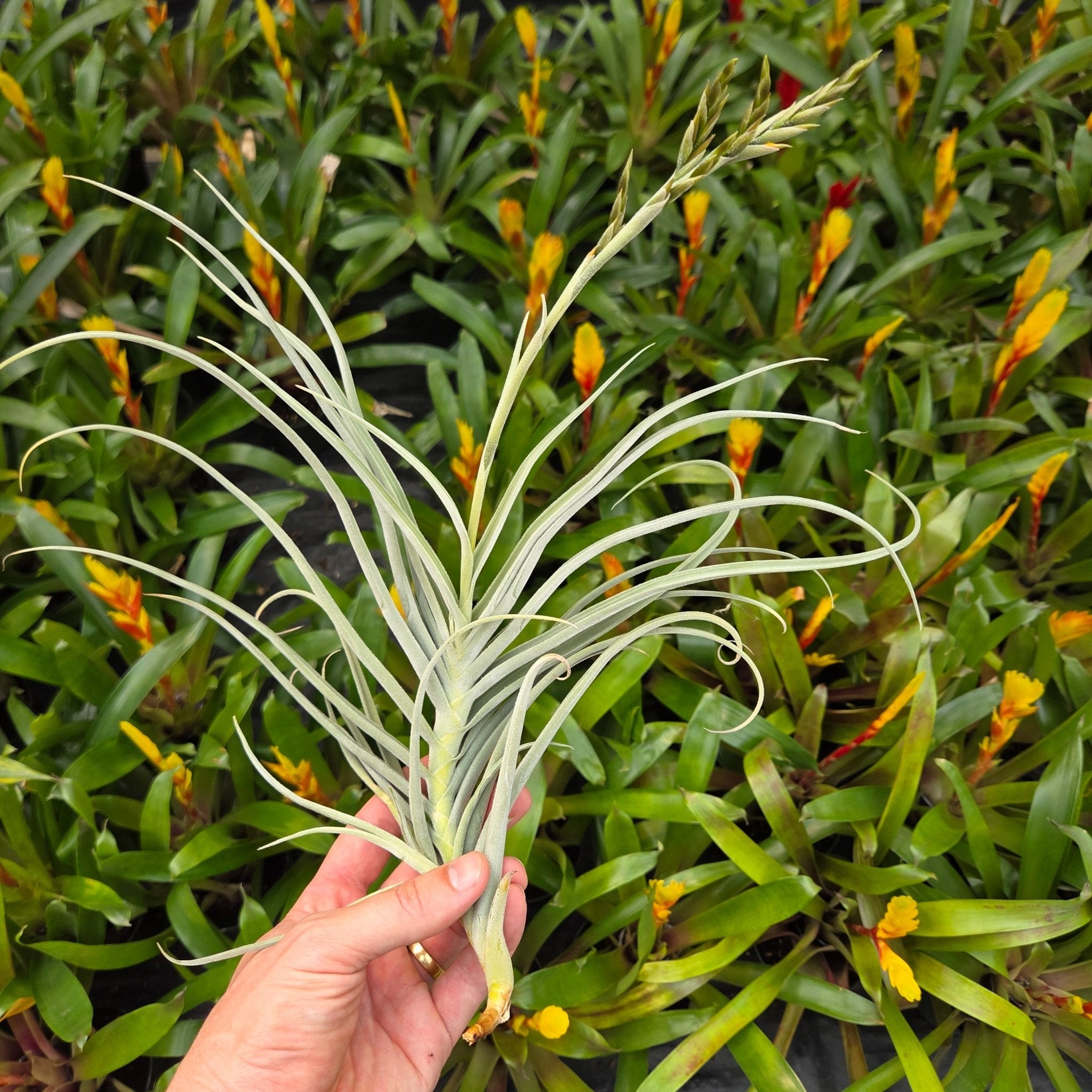 Tillandsia 'The Ultimate' (T. duratii x T. crocata) – Rainforest Flora