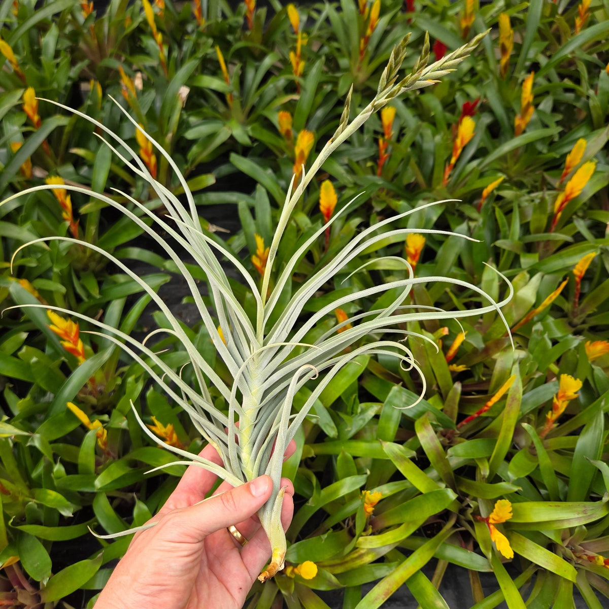 duratii air plant Tillandsia 'The Ultimate' (T. duratii x T. crocata)