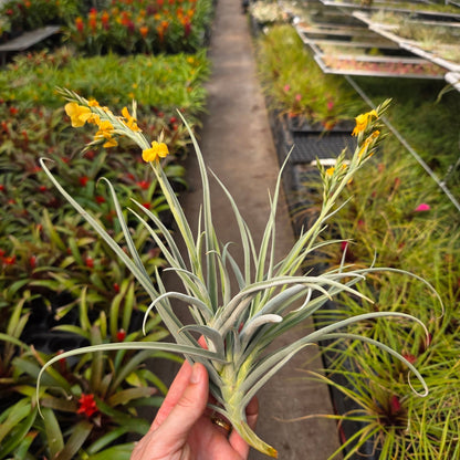 Tillandsia 'The Ultimate' (T. duratii x T. crocata) - Rainforest Flora