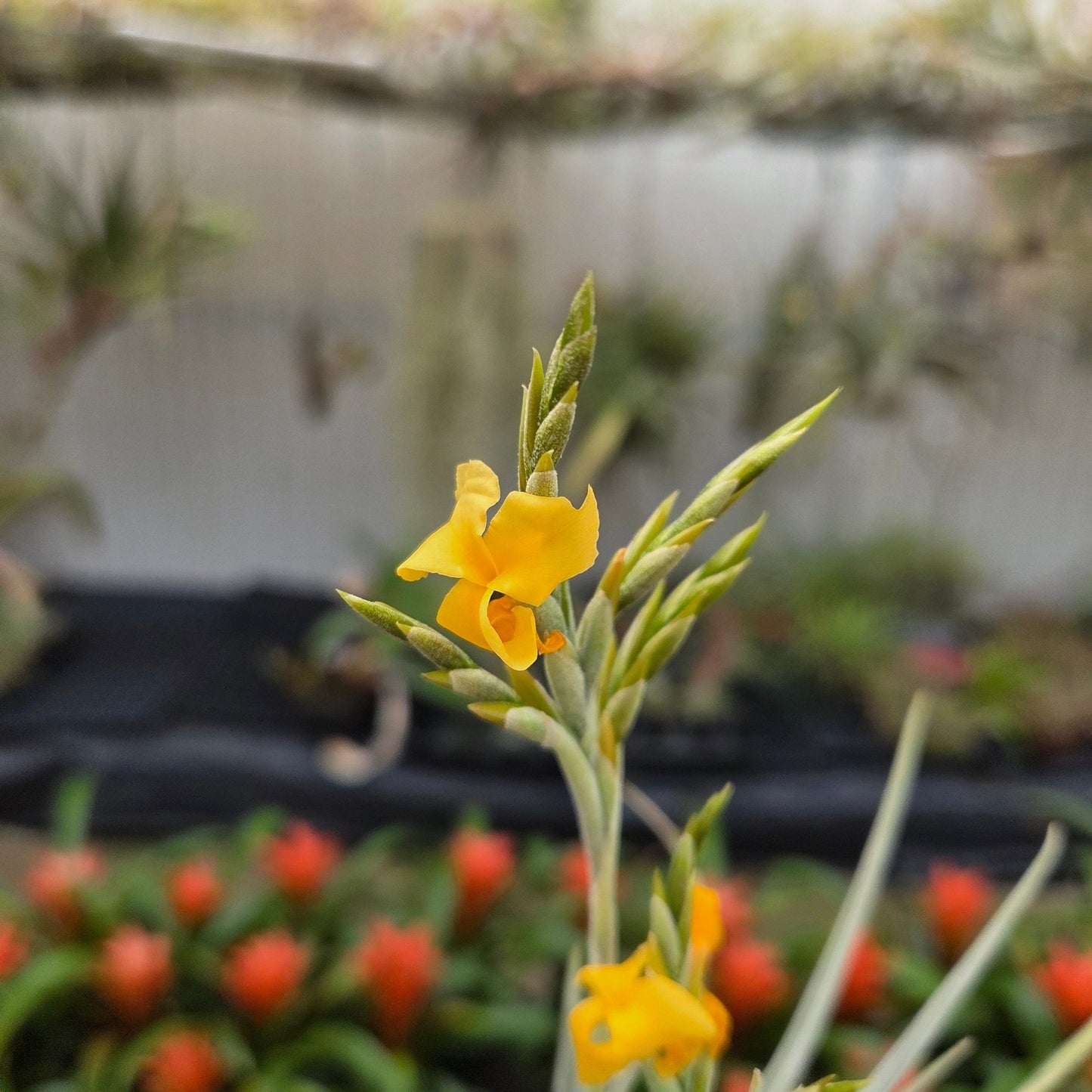 Tillandsia 'The Ultimate' (T. duratii x T. crocata) - Rainforest Flora
