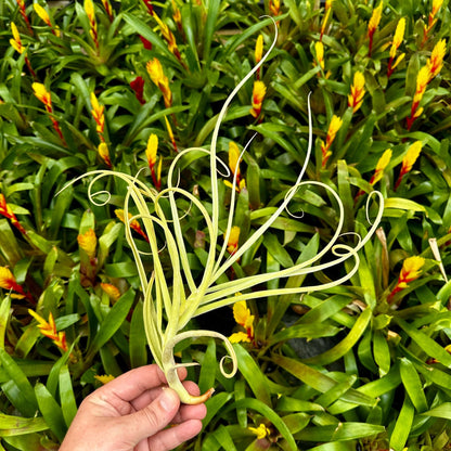 Tillandsia 'The Ultimate' (T. duratii x T. crocata) - Rainforest Flora
