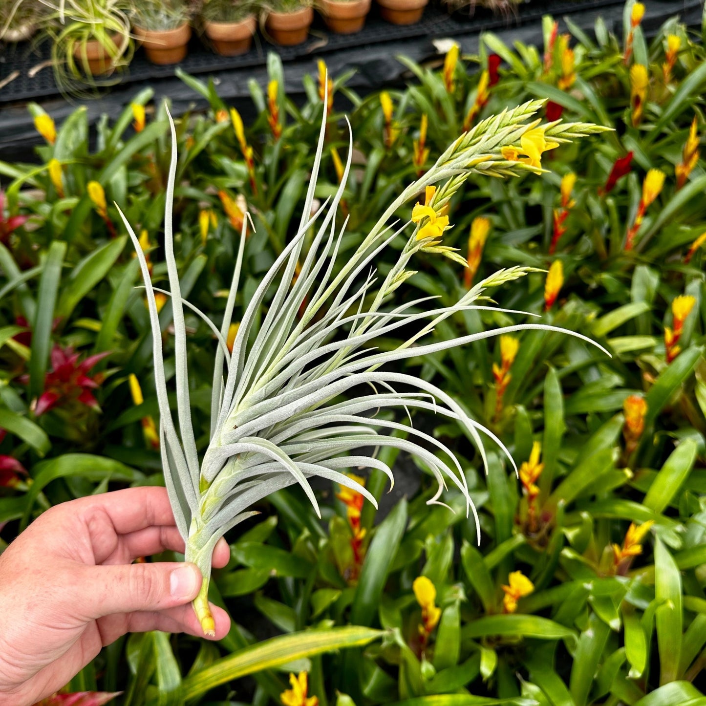 Tillandsia 'The Ultimate' (T. duratii x T. crocata) - Rainforest Flora
