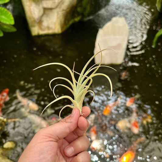 Tillandsia toropiensis - Rainforest Flora