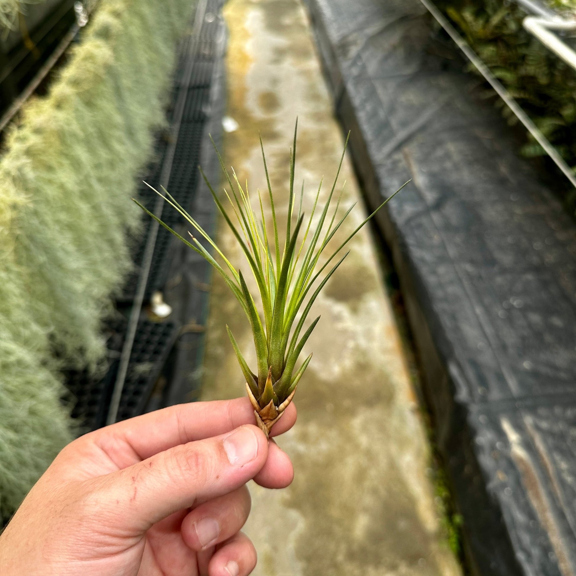 Tillandsia tricolor - Rainforest Flora