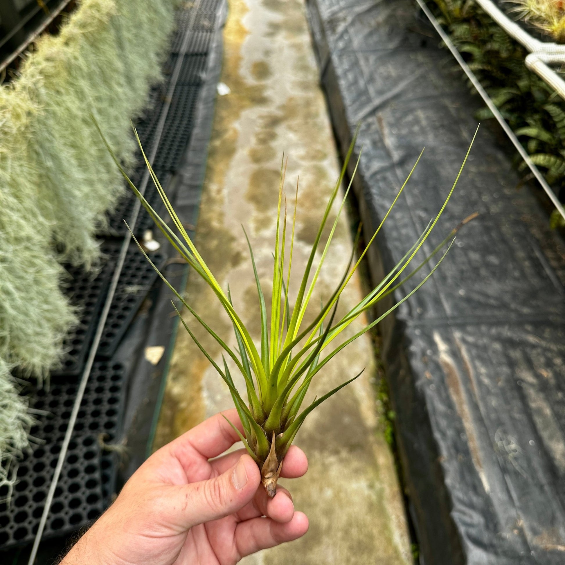Tillandsia tricolor - Rainforest Flora