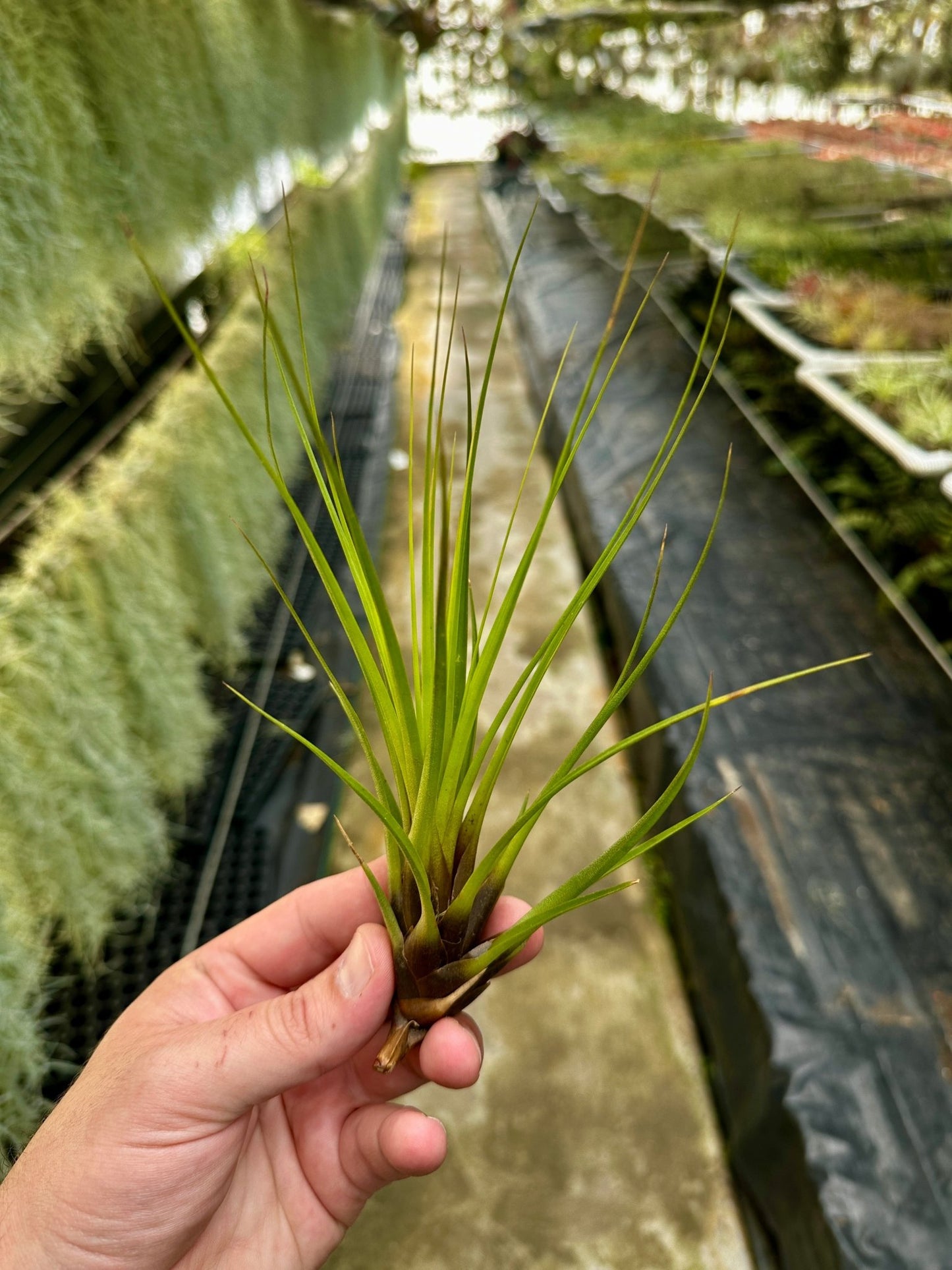 Tillandsia tricolor - Rainforest Flora