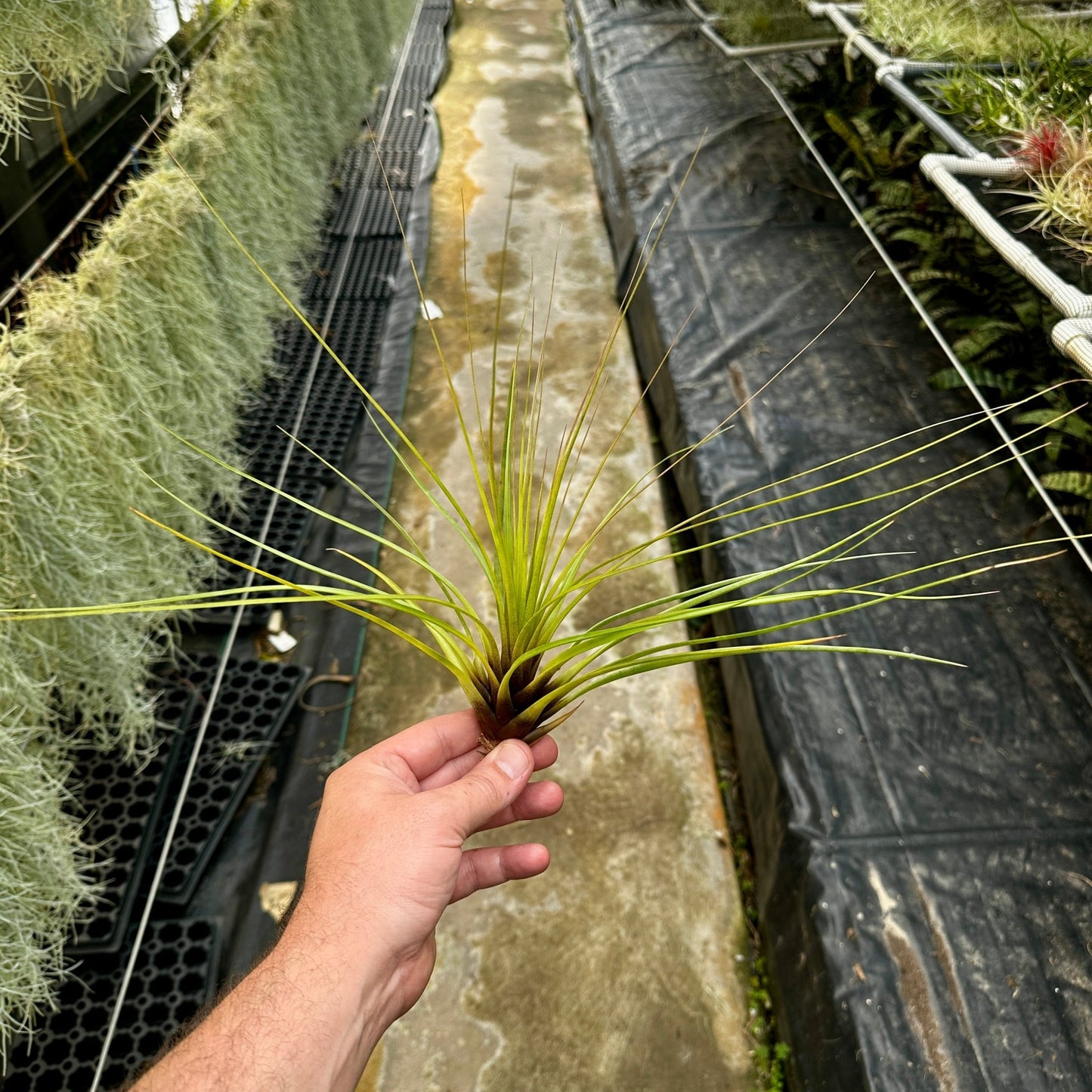 Tillandsia tricolor - Rainforest Flora