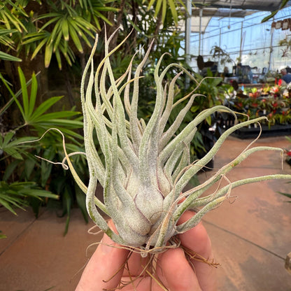 Tillandsia 'Ty' - Rainforest Flora