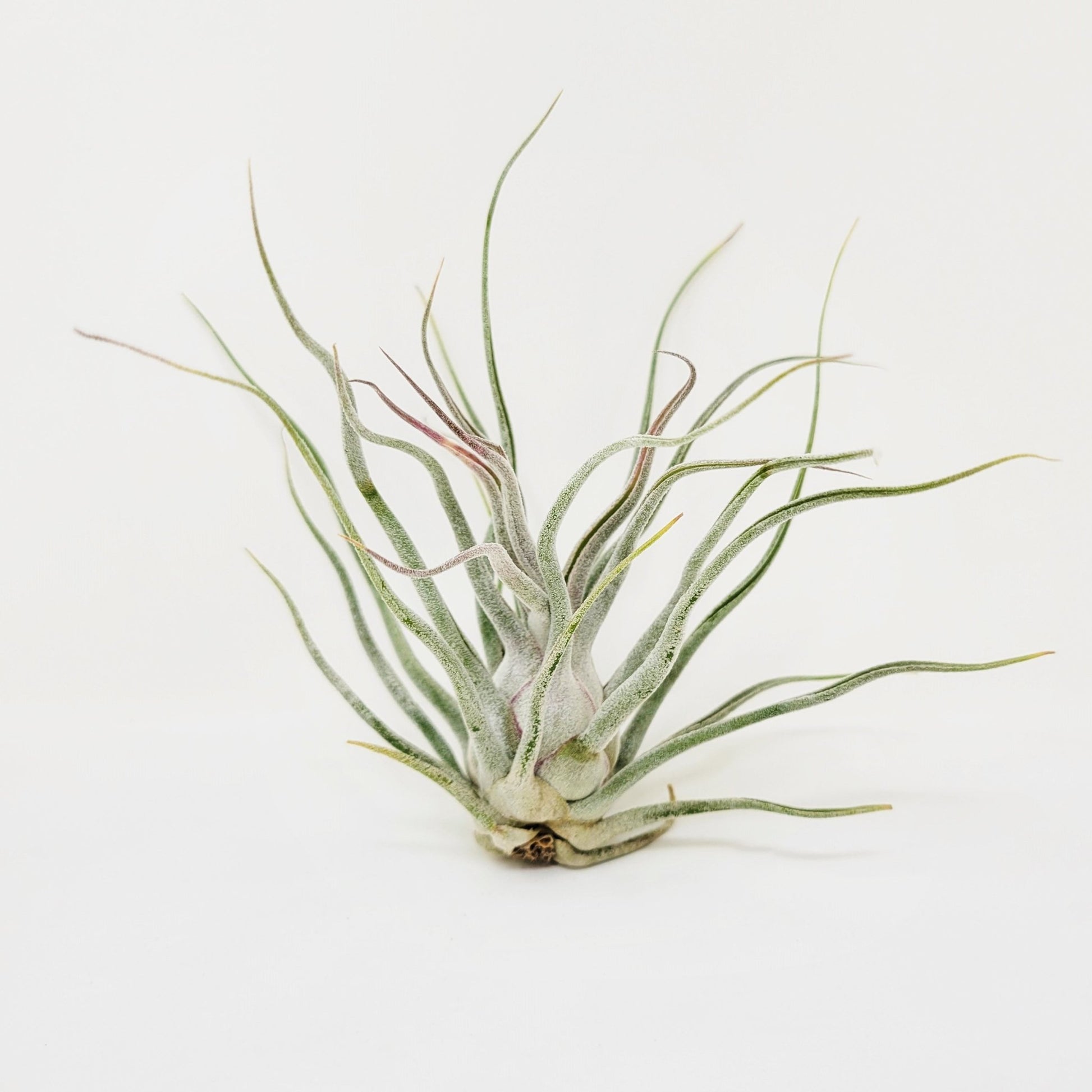 ehlersiana air plant Tillandsia 'Ty' (T. ehlersiana X T. bulbosa)