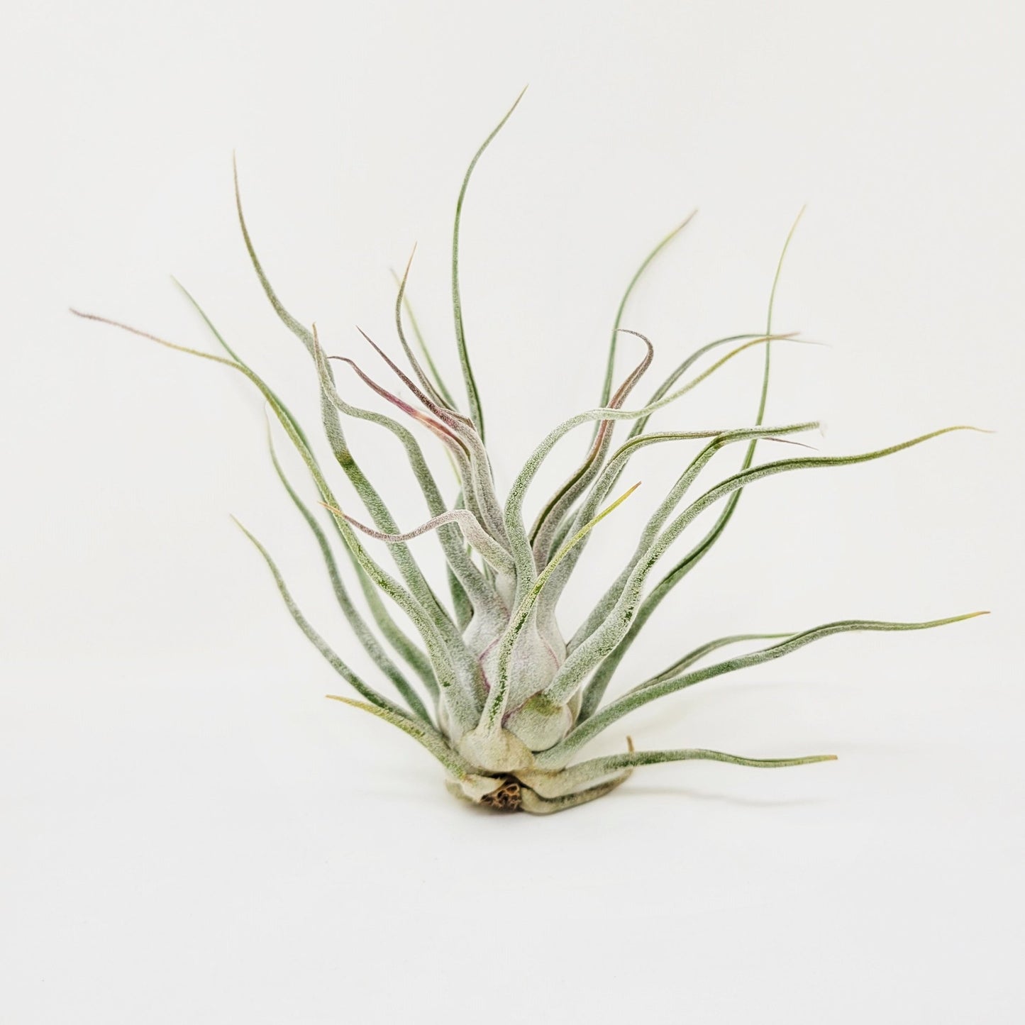 Tillandsia 'Ty' - Rainforest Flora