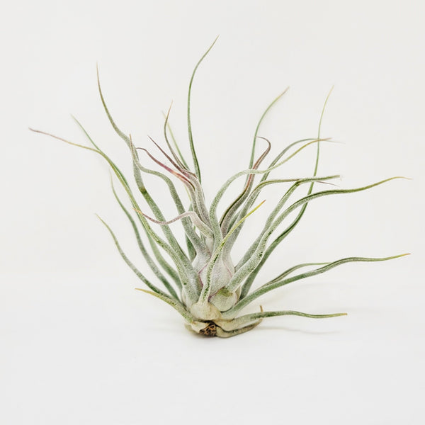 ねずみTillandsia XerographicaSeedling.jpg?v=