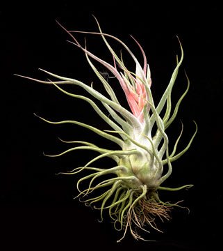 Tillandsia 'Ty' - Rainforest Flora