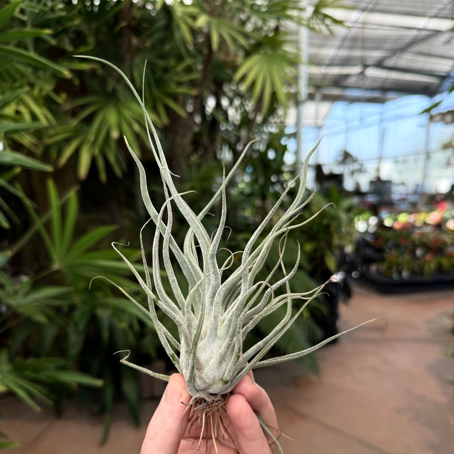 Tillandsia 'Ty' - Rainforest Flora