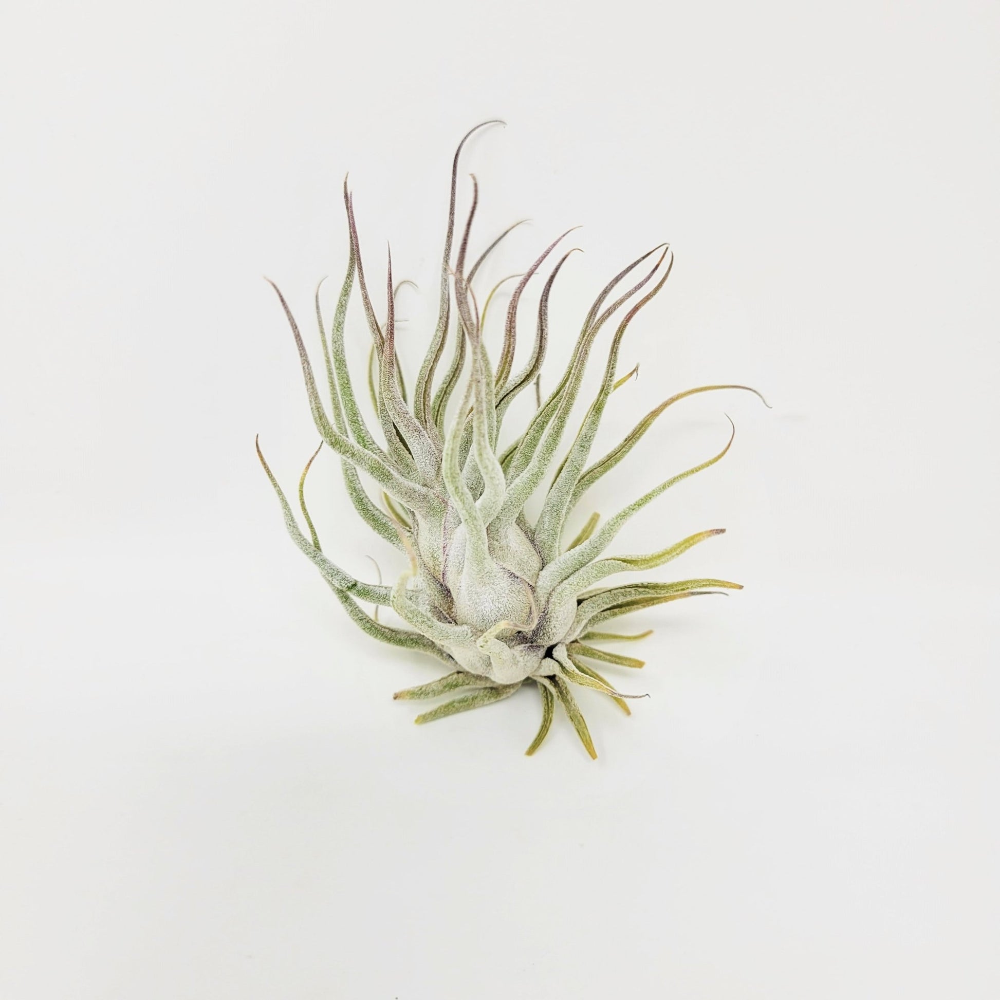 Tillandsia 'Ty' - Rainforest Flora