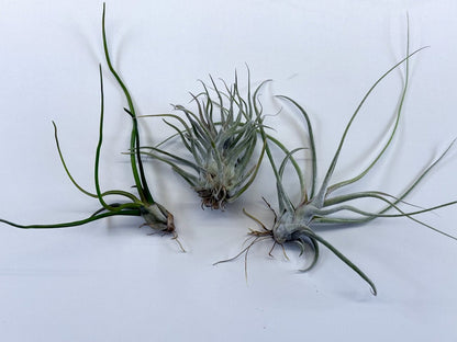 Tillandsia 'Ty' - Hybrid and Parents Bundle - Rainforest Flora