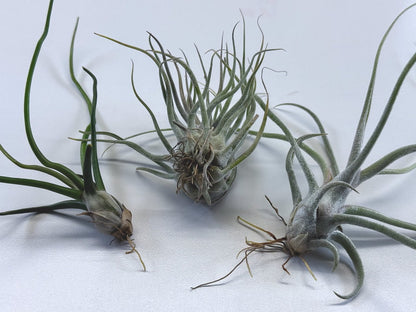 Tillandsia 'Ty' - Hybrid and Parents Bundle - Rainforest Flora