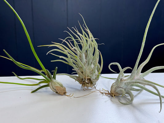 Tillandsia 'Ty' - Hybrid and Parents Bundle - Rainforest Flora