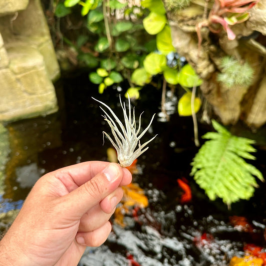 Tillandsia 'Ty' (T. ehlersiana X T. bulbosa) - Rainforest Flora