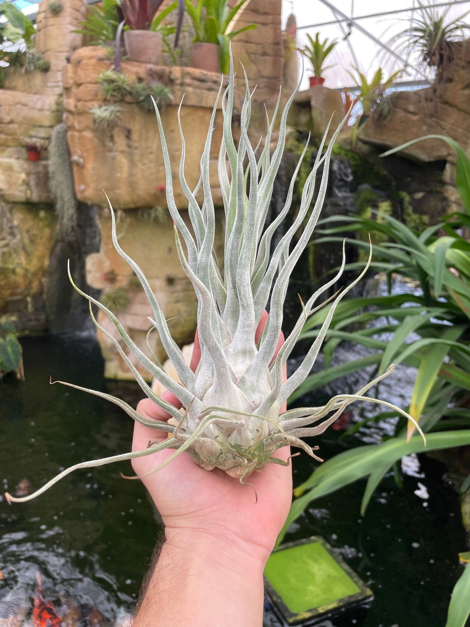 Tillandsia 'Ty' (T. ehlersiana X T. bulbosa) – Rainforest Flora
