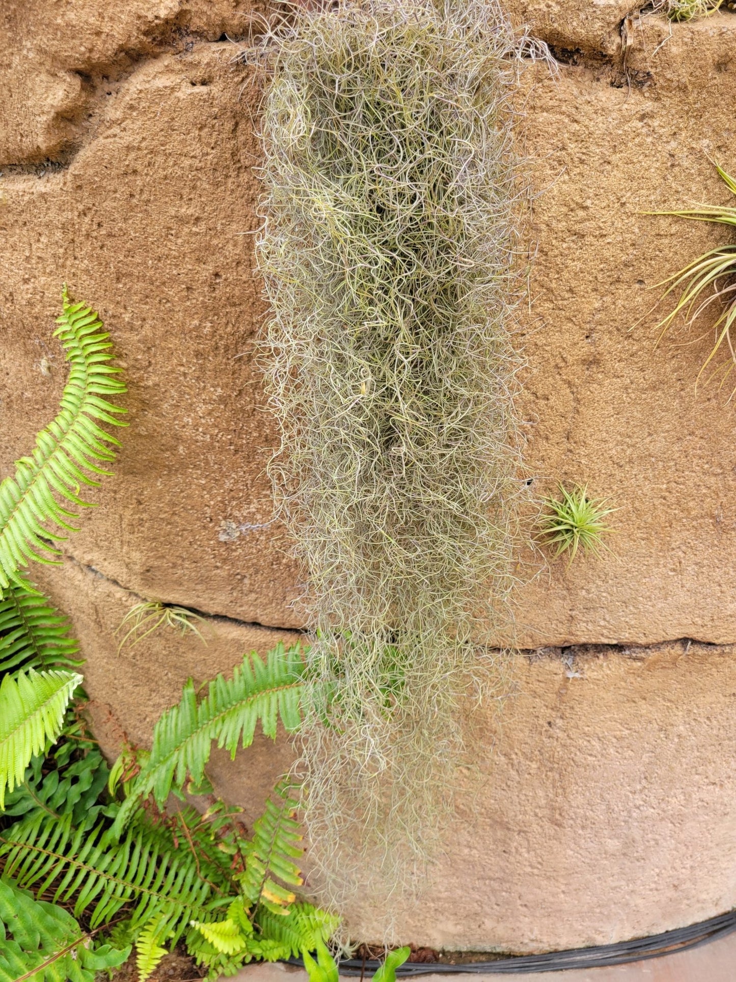 Tillandsia usneoides 'El Finito' (Spanish moss) - Rainforest Flora