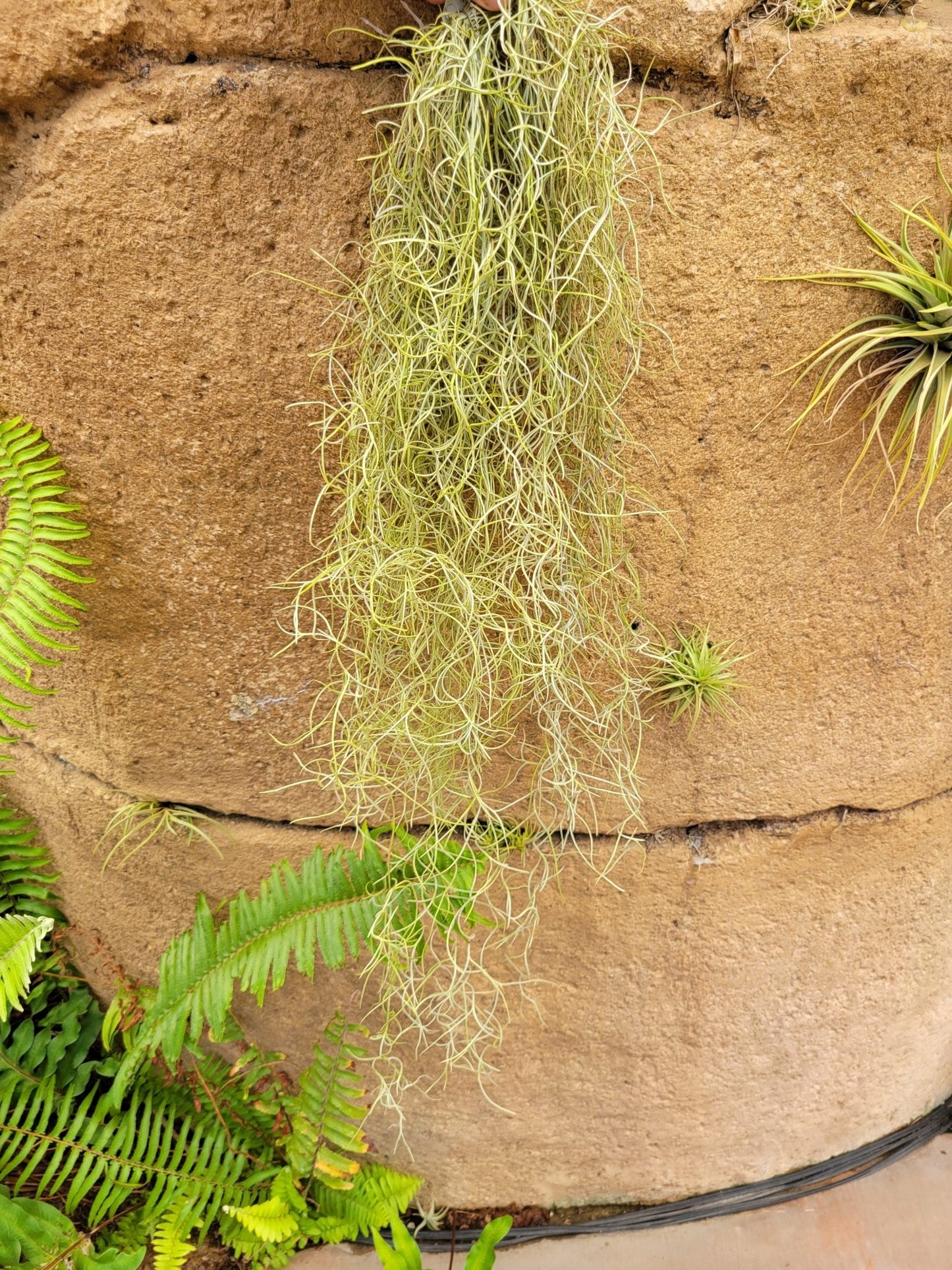 Tillandsia usneoides 'El Gordito' (Spanish moss) - Rainforest Flora