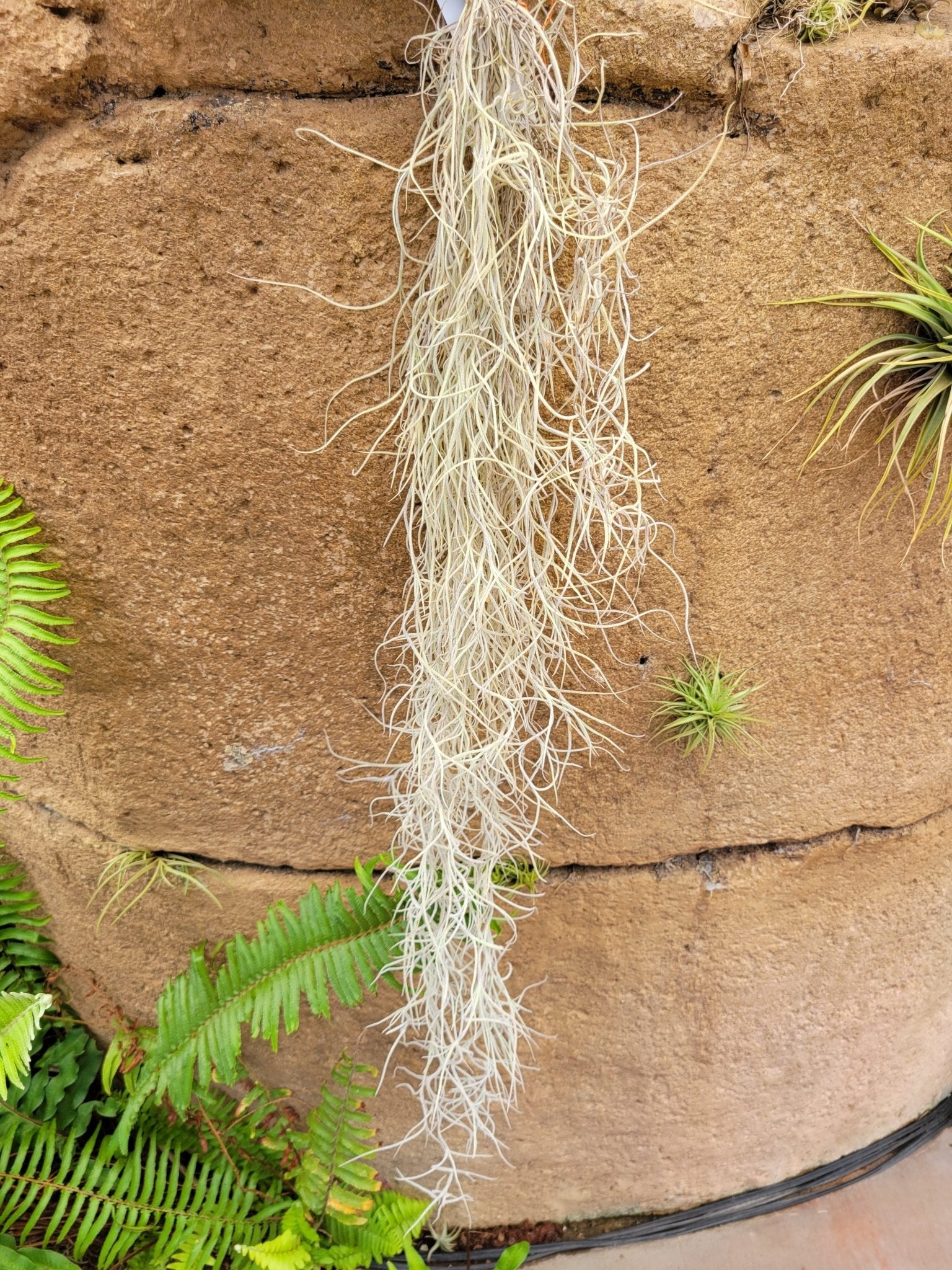 Tillandsia usneoides 'El Grande' (Spanish moss) - Rainforest Flora