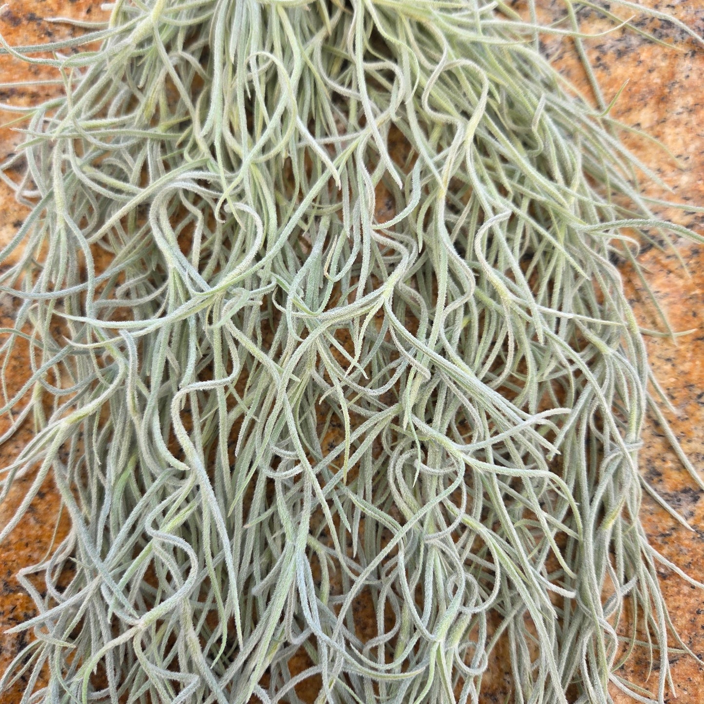 Tillandsia usneoides 'El Mejor' (Spanish moss) - Rainforest Flora