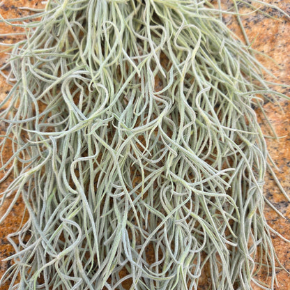 Tillandsia usneoides 'El Mejor' (Spanish moss) - Rainforest Flora