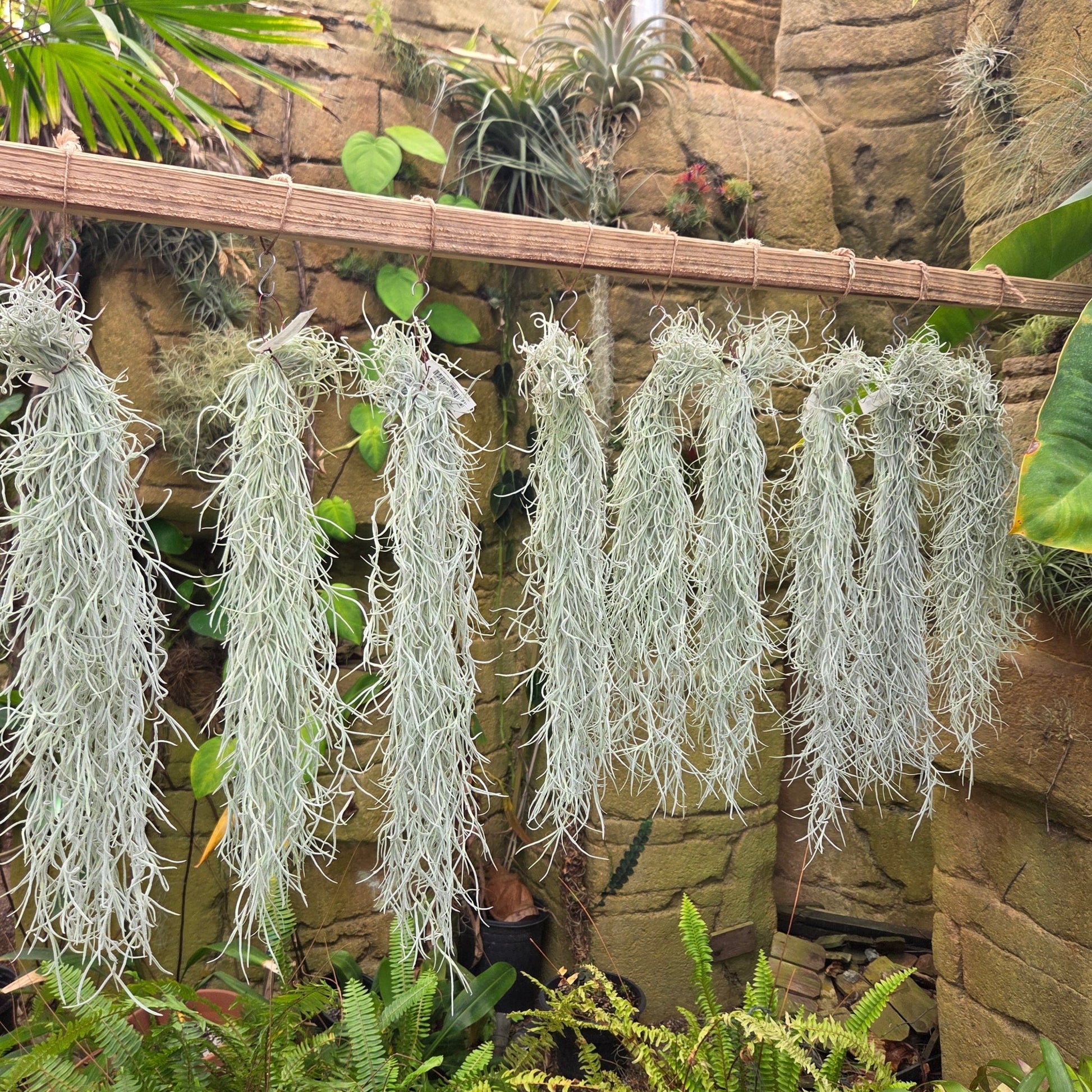 spanish moss air plant for sale Tillandsia usneoides 'El Mejor' (Spanish moss)