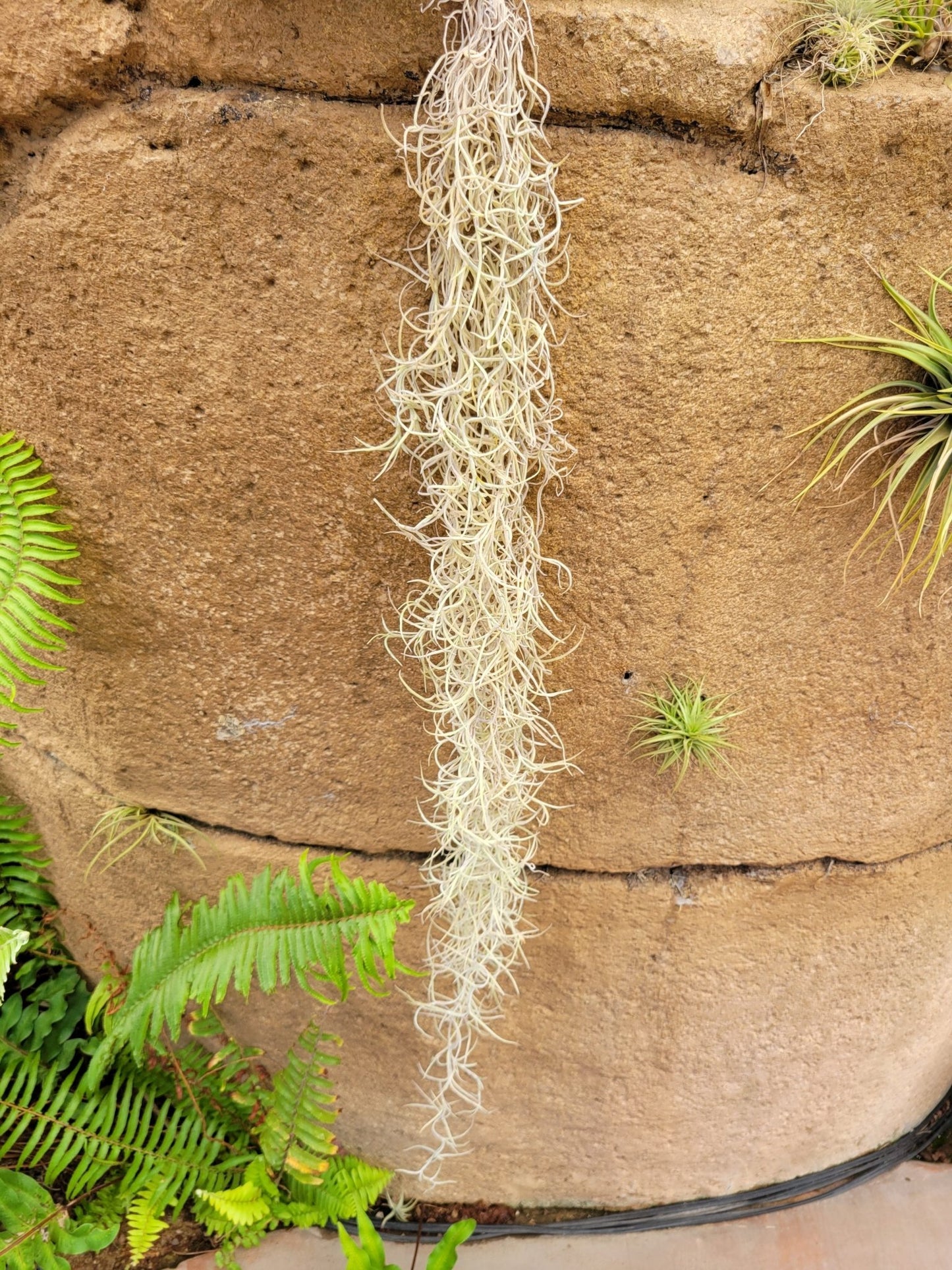 Tillandsia usneoides 'El Mejor' (Spanish moss) - Rainforest Flora