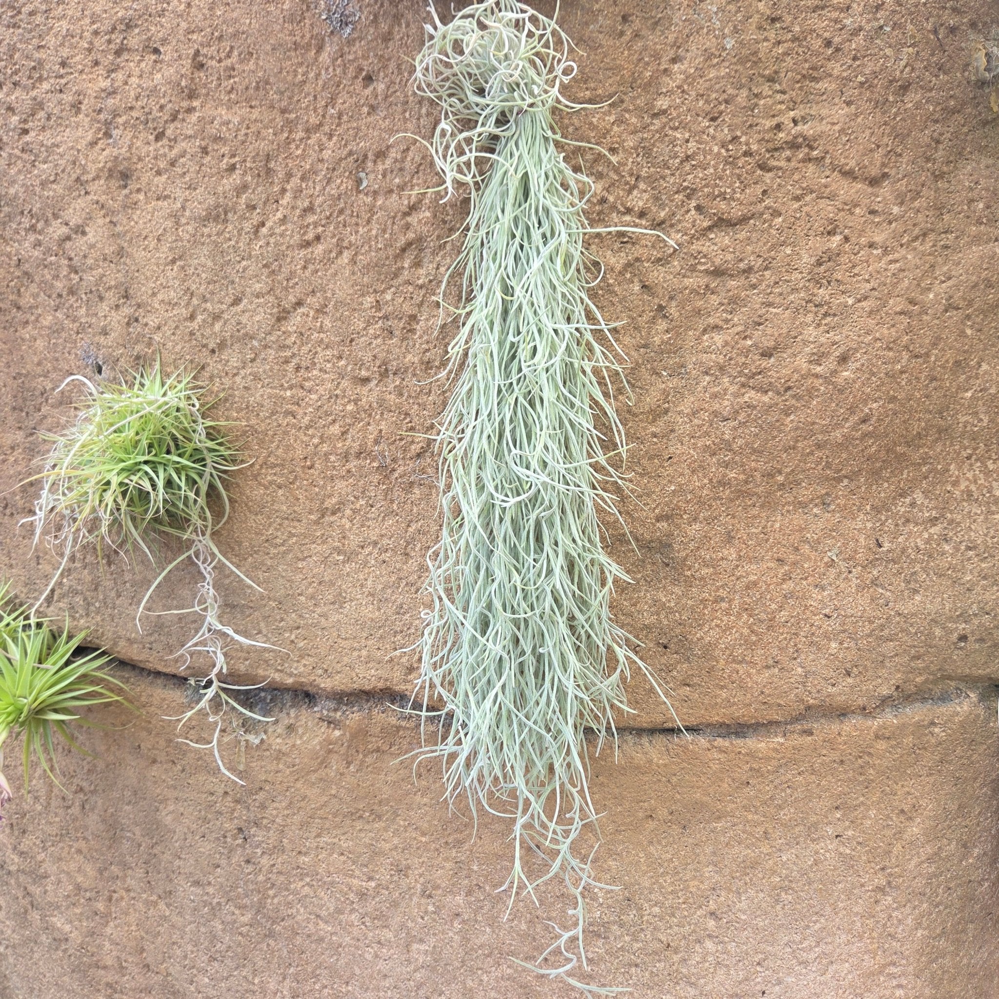 moss and air plants Tillandsia usneoides 'El Mejor' (Spanish moss) – Rainforest Flora
