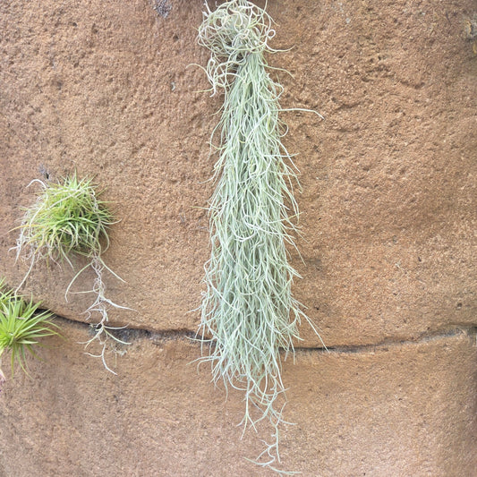 Tillandsia usneoides 'El Mejor' (Spanish moss) - Rainforest Flora