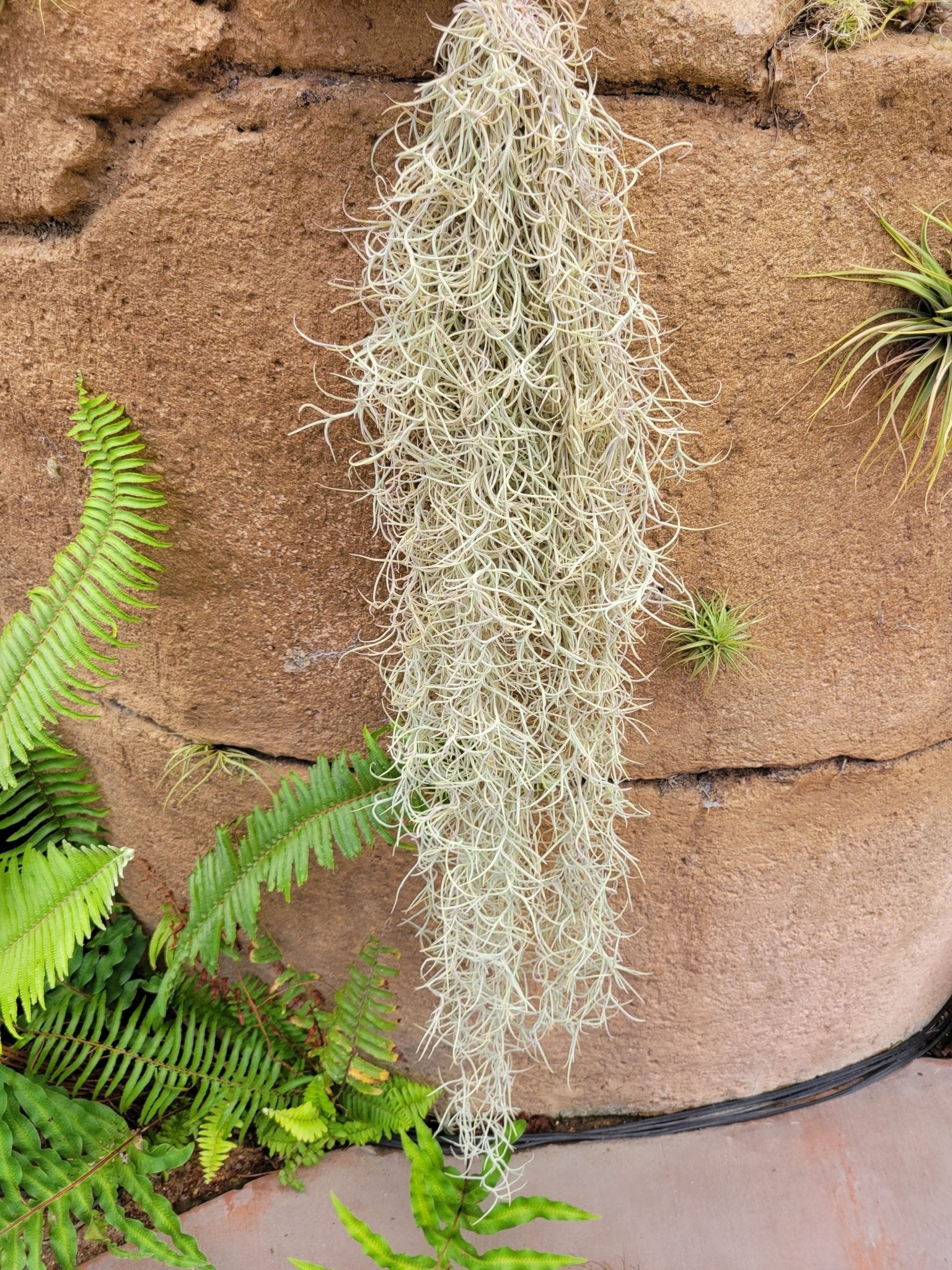 Tillandsia usneoides 'El Mejor' (Spanish moss) - Rainforest Flora