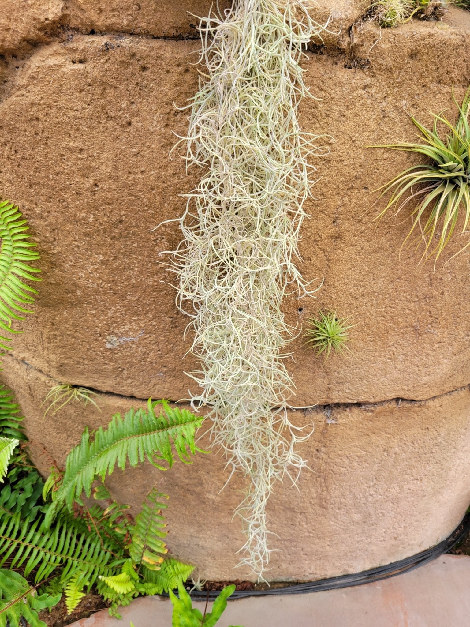 Tillandsia usneoides 'El Mejor' (Spanish moss) - Rainforest Flora