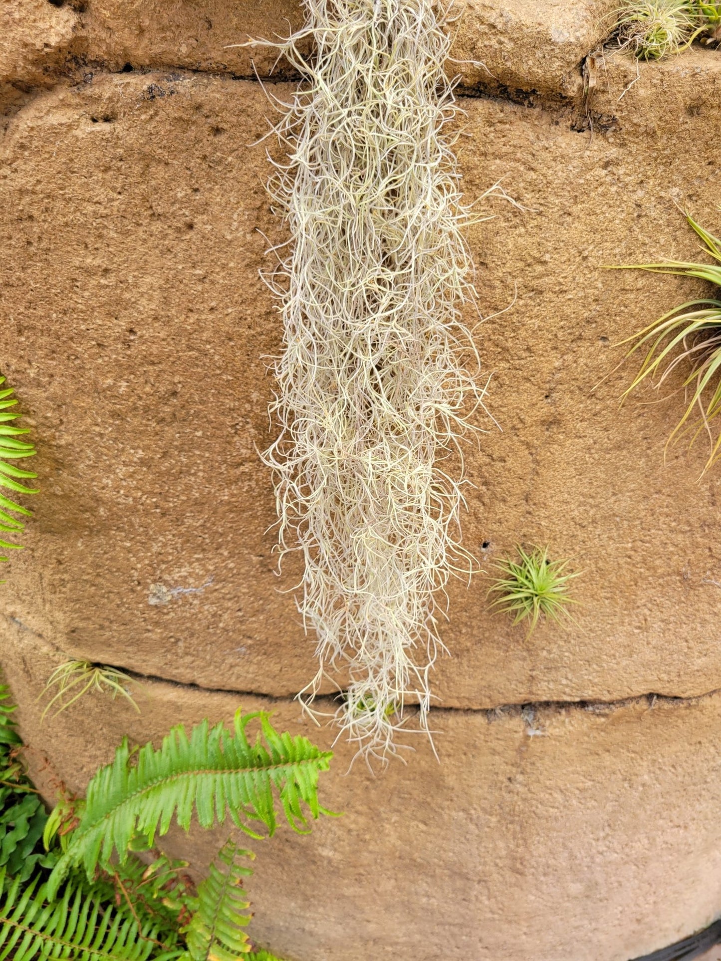 Tillandsia usneoides 'El Normal' (Spanish moss) - Rainforest Flora