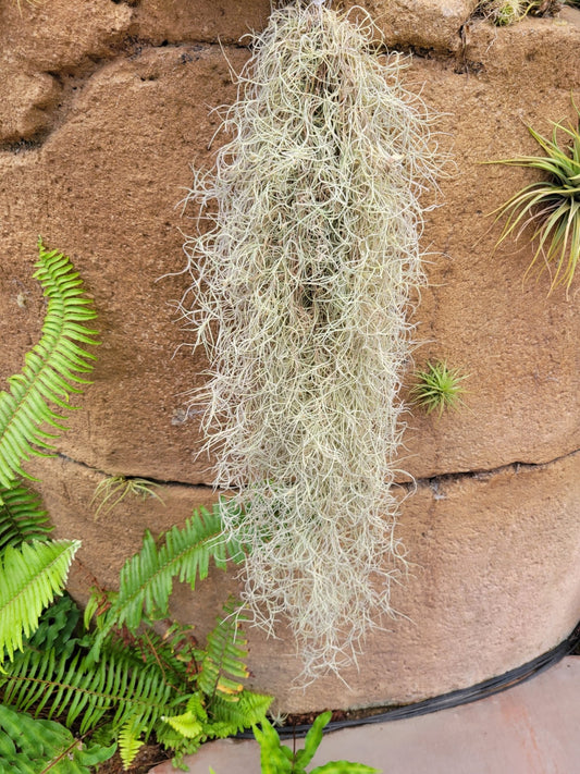 Tillandsia usneoides 'El Normal' (Spanish moss) - Rainforest Flora