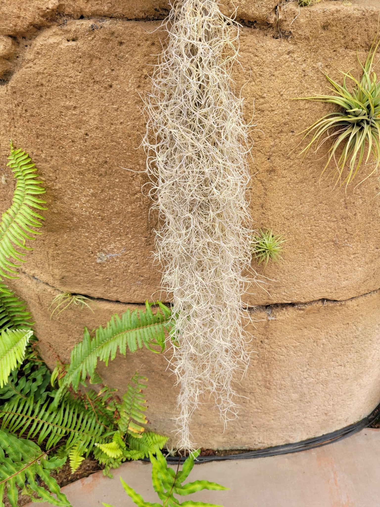 tillandsia spanish moss air plant Tillandsia usneoides